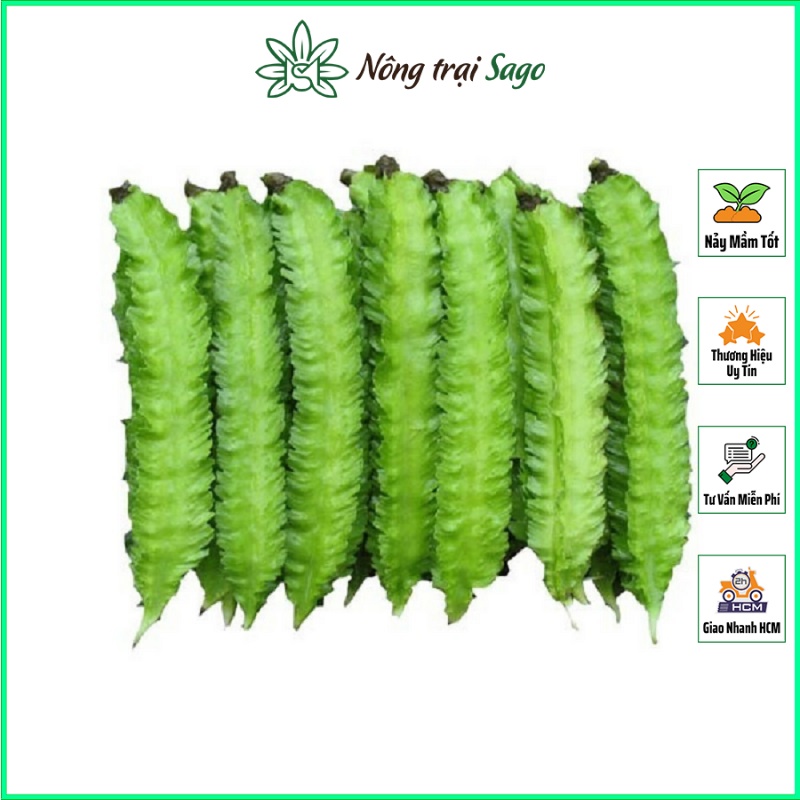 Hạt giống Đậu Rồng Dễ Trồng,, Trái Sai, Dài, Dễ Chăm Sóc (gói 10 gr) - Nông Trại Sago