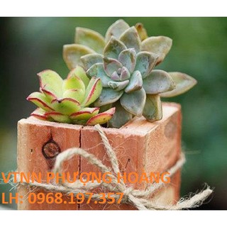 Hạt Giống Hoa Sen Đá 20 Hạt