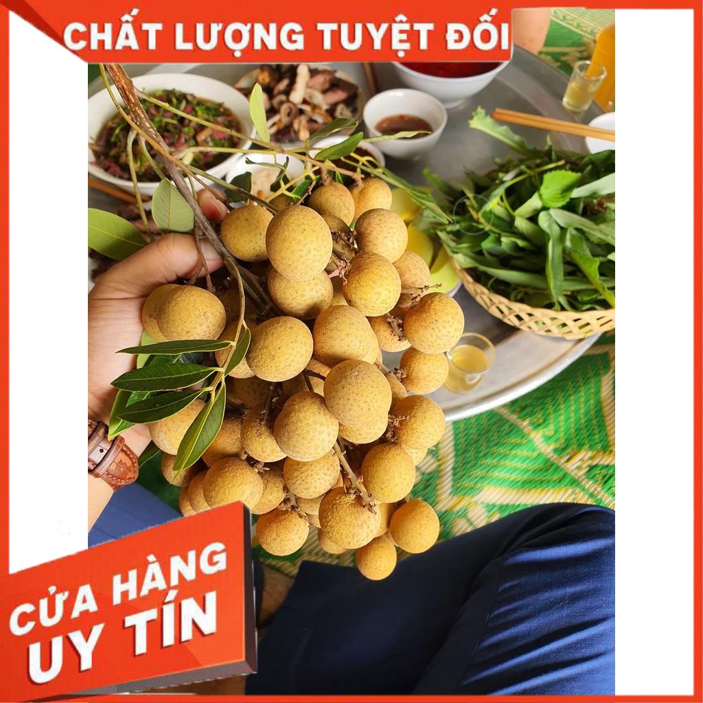 PHÂN BÓN RA HOA NHÃN📌HÀNG MỚI📌kích ra hoa hàng loạt, xử lý ra hoa nghịch vụ, tăng số lượng hoa cái, tăng thụ phấn 2