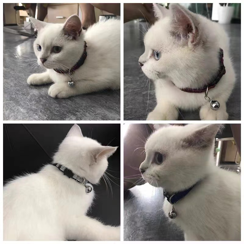 Vòng cho mèo & chó Handmade  OnePetBox - Dây đeo cổ thú cưng
