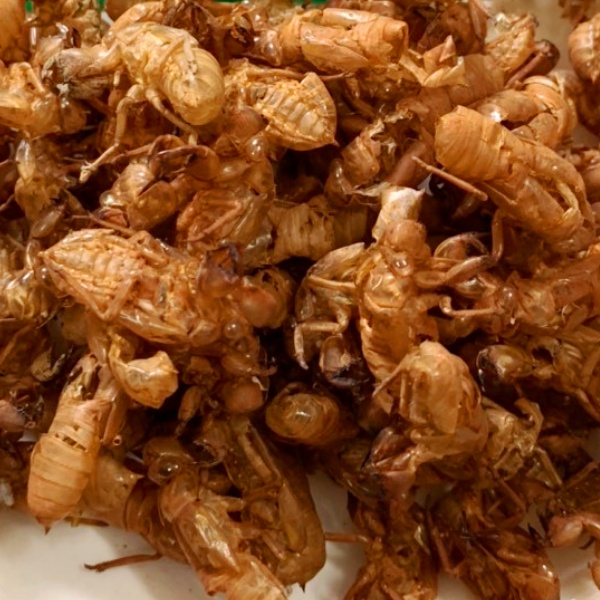 Xác Ve Sầu 500g (Loại Mới) Hỗ Trợ Người Cao Huyết Áp, Đau Đầu, Xác Ve Khô, Sạch, Loại Mới