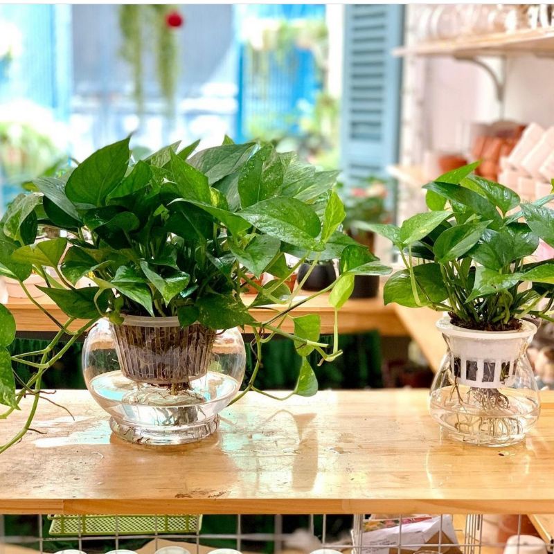 Trầu bà thủy sinh
