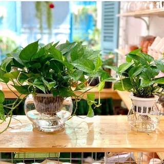 Trầu bà thủy sinh ( BÌNH THỦY TINH)