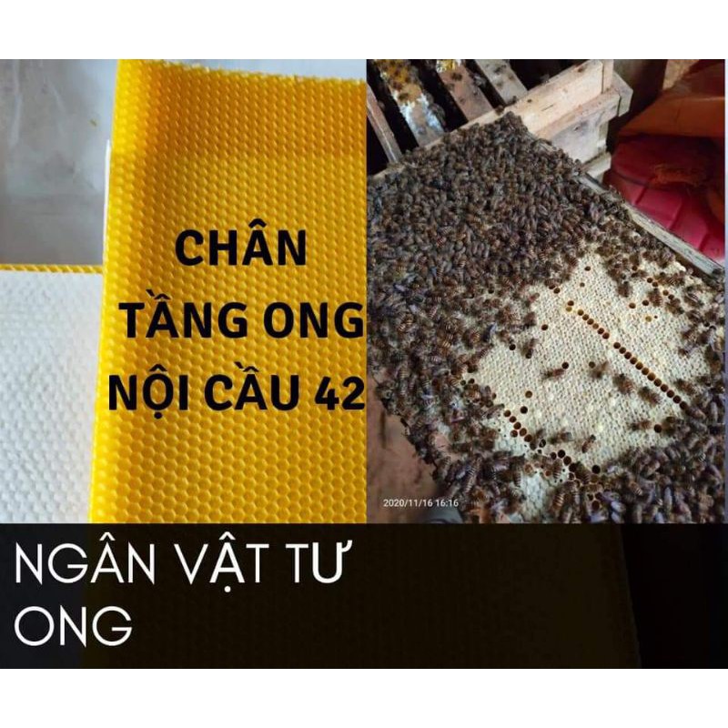 30chân tầng ong nội
