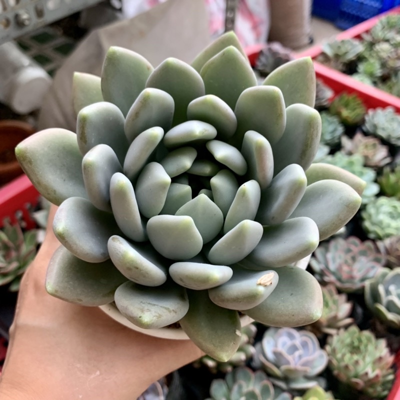 SEN ĐÁ SỎI MẬP ĐẦU NHỌN PHẤN TRẮNG CHẬU TO 10cm