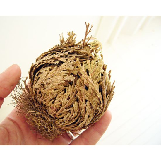 CÂY PHỤC SINH - Mang lại may mắn (Rose of Jericho)_SAGE GARDEN