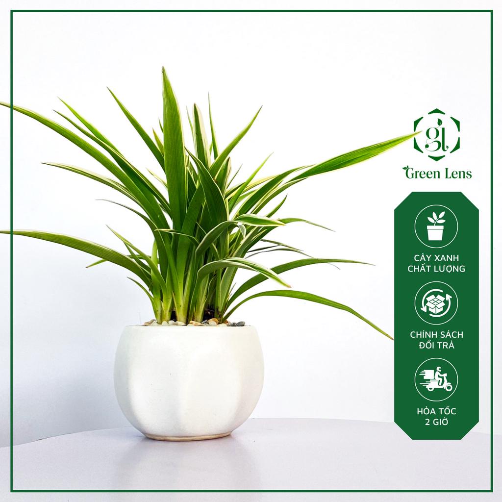 Cây Lan Chi GREEN LENS cây công trình, cây cảnh phong thủy trong nhà