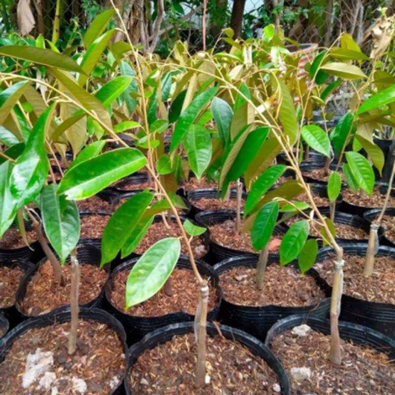 CÂY GIỐNG SẦU RIÊNG RI6 GHÉP