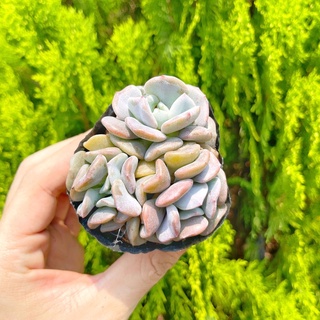 Sen đá cúc tím 5-7cm - Vườn sen đá