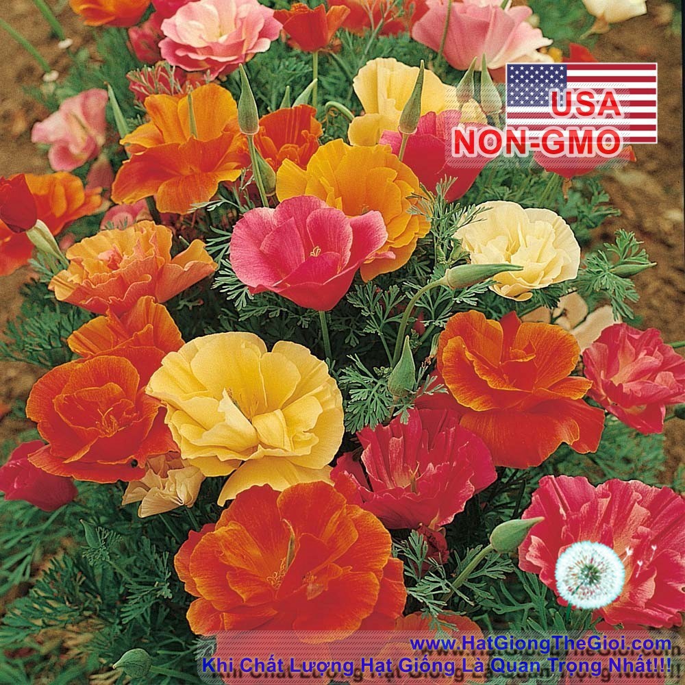 100h Hạt Giống Hoa Kim Anh Poppy California Mix (C1.201| B7*V52)