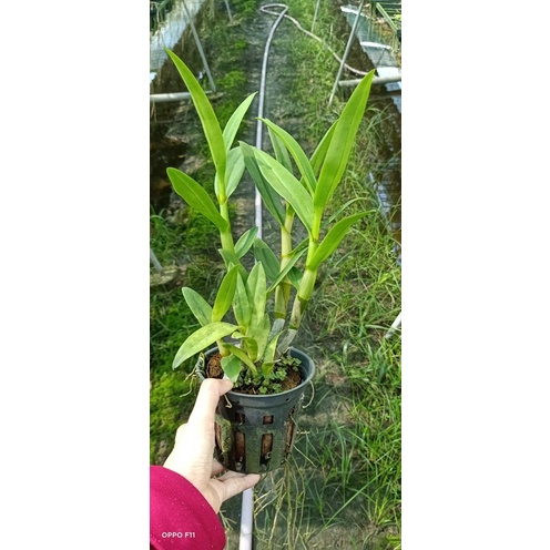 Hoa Lan Denro Lavender cây đang nụ