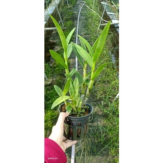 Hoa Lan Denro Lavender cây đang nụ