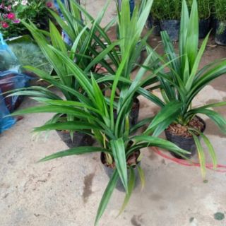 combo 2 Cây cơm nếp sẵn bầu