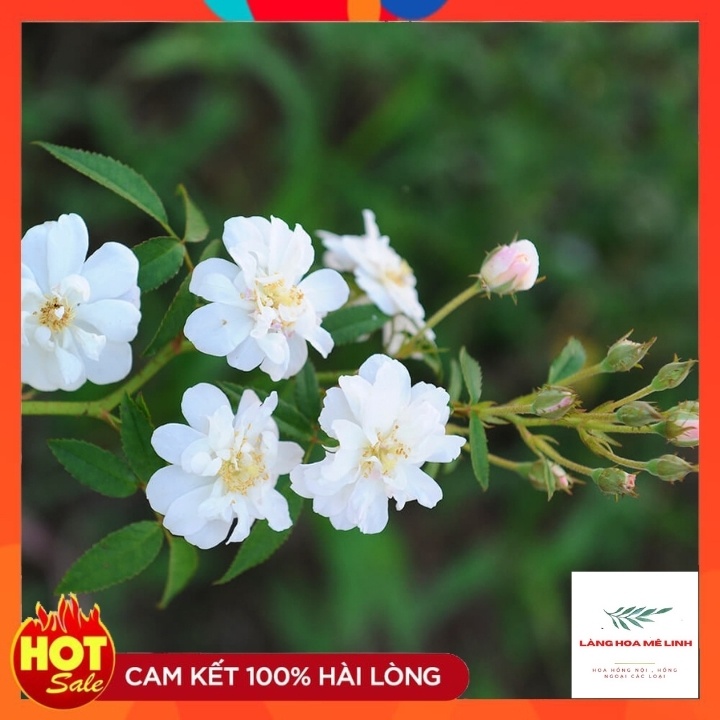 Hoa hồng leo Ngỗng Tuyết- Snow Goose -CÂY ĐANG RA HOA - ẢNH THẬT