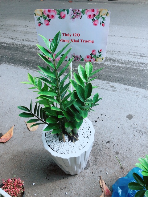 Chậu Cây Kim Phát Tài  Kèm Bảng Khai Trương