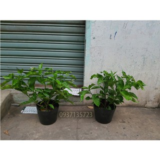 CÂY HOA LÀI CAO TỪ 20-40 CM