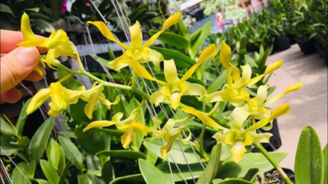 Hoa lan dendro nắng rồng vàng cây tơ