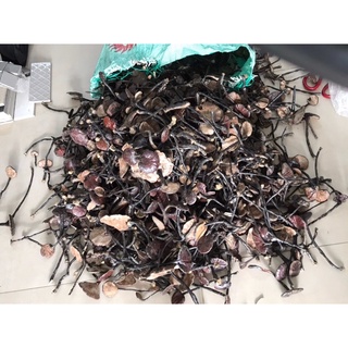 100g Nấm Linh Chi rừng tự nhiên hỗ trợ ung thư, tiêu đường, điều hòa huyết áp, tăng cường sức khỏe