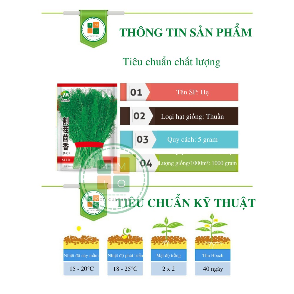 Hạt giống rau thơm thì là Đài Loan
