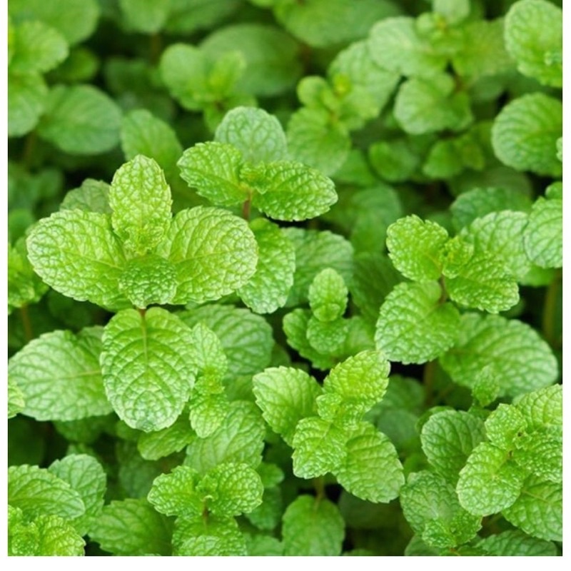 Hạt giống rau húng tròn siêu thơm F1