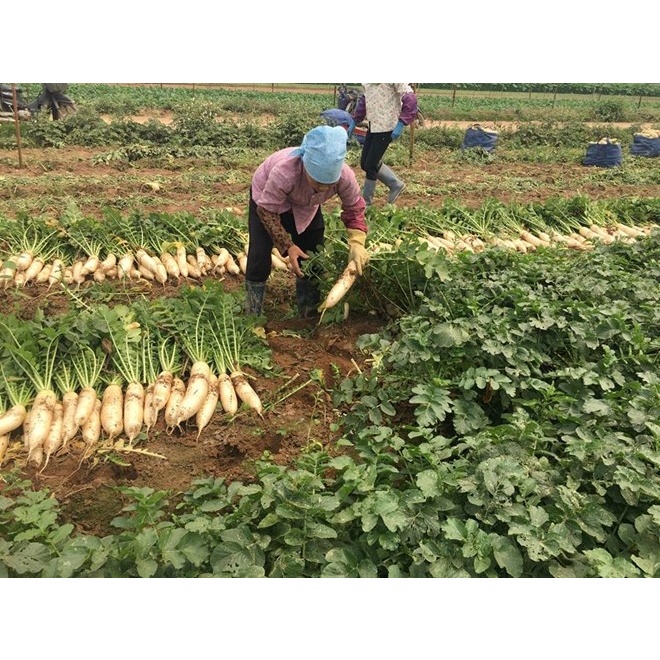 RAU CỦ XANH QUẢ ĐÀ LẠT - Củ cải trắng (1kg) - Xanh và sạch tươi ngon mỗi ngày