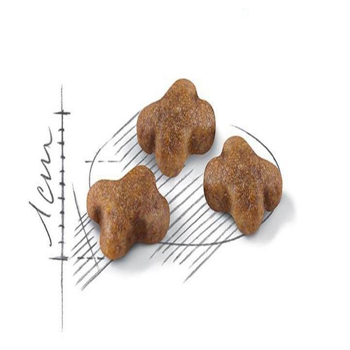 [CHÍNH HÃNG] [DATE XA] Hạt Mèo Con Cao Cấp Royal Canin Kitten Dinh Dưỡng Cân Bằng Túi PA 1Kg