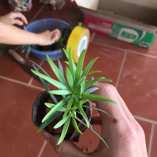 Combo 10 Cây Tùng La Hán Giống Nhật Bản