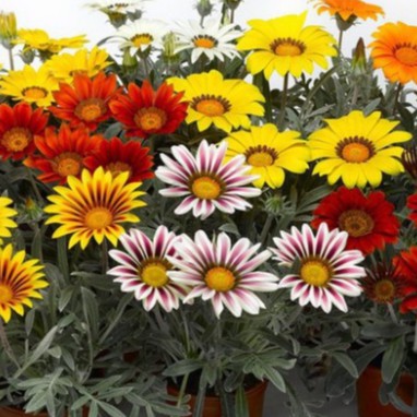 Hạt Giống Hoa Cúc Huân Chương (gói 100 hạt, tặng phân)