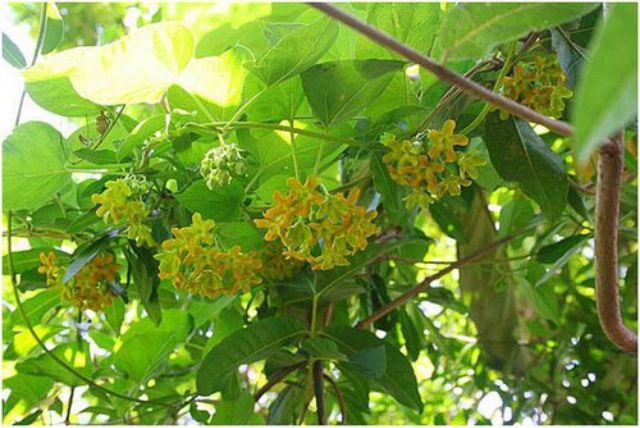Cây hoa thiên lí siêu bông- Hoa kiểng Nguyễn Lộc- Cây giống chất lượng cao