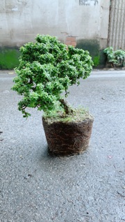 Linh Sam Hạt Gạo