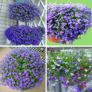 Hạt giống hoa Thúy điệp mix ( 40 hạt)