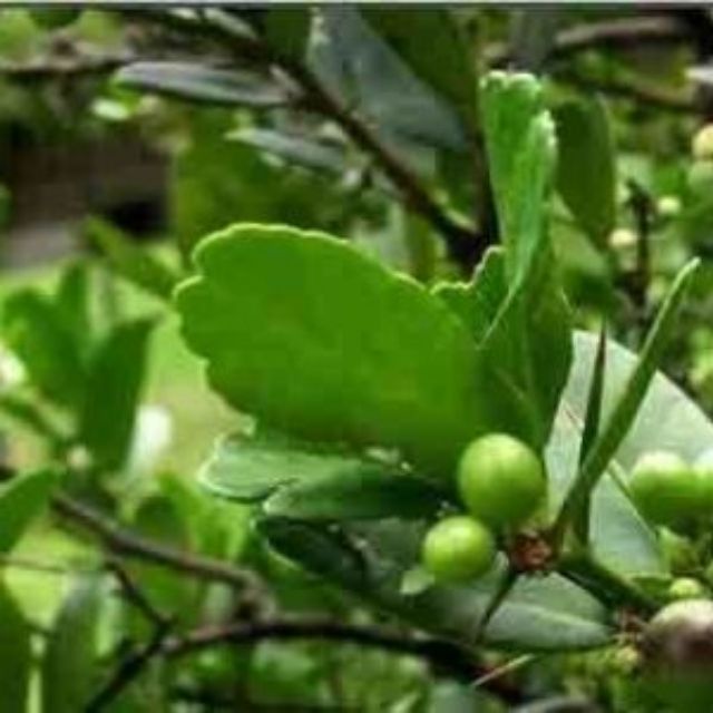 Cây quýt gai 1 kg