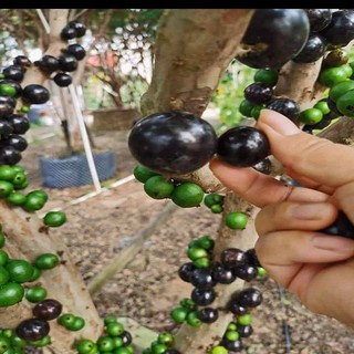 Cây nho thân gỗ tứ quý, cây đã có hoa cam kết trồng có quả ngay