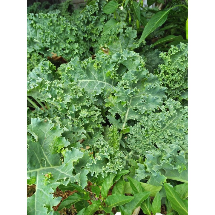 50 hạt giống cải xoăn Mỹ Kale STARBOR F1, NON- GMO, thu hoạch sớm, lá xanh tiêu chuẩn