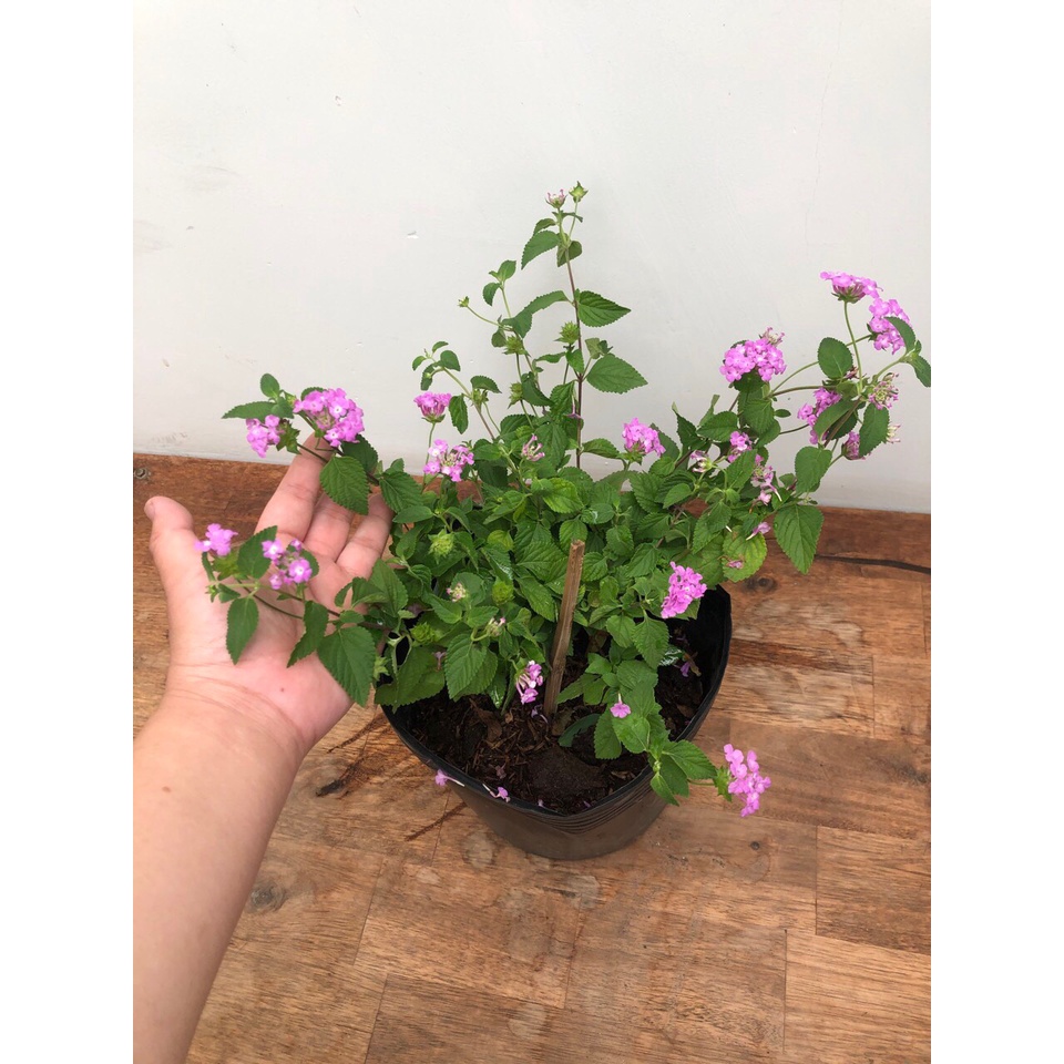 Hoa ngũ sắc tím rũ , cây cảnh trồng trang trí nhà cửa sân vườn, cây trồng ban công giá rẻ, Tiệm Cây Sắc Màu