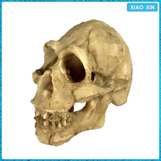 Mô Hình Đầu Lâu Trang Trí Chuồng Nuôi Bò Sát