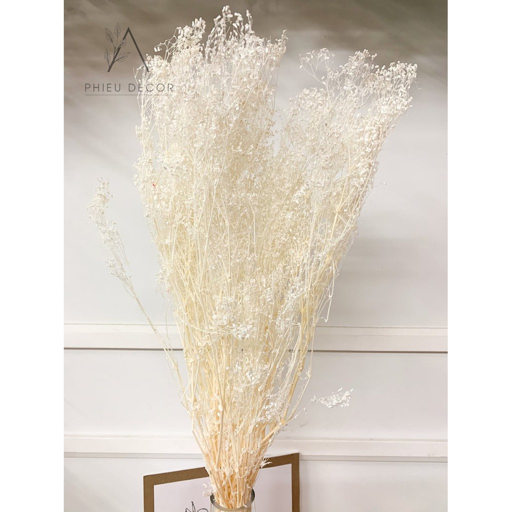 Hoa khô Decor Hoa khô Baby Broom Bloom trang trí nhà, phụ kiện chụp ảnh