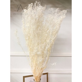 Hoa khô Decor🌸 Hoa khô Baby Broom Bloom trang trí nhà, phụ kiện chụp ảnh