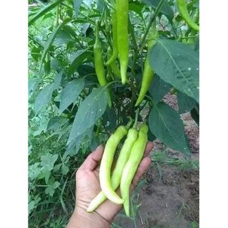 0.5GR - HẠT GIỐNG ỚT SỪNG TRẮNG THÁI