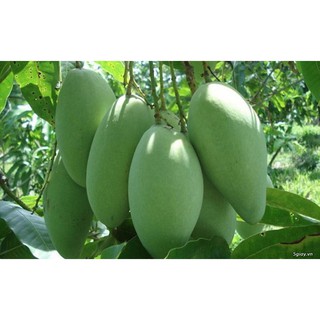 CÂY GIỐNG XOÀI ĐÀI LOAN - GIỐNG CAO SẢN, QUẢ TO, ĂN THƠM VÀ NGỌT