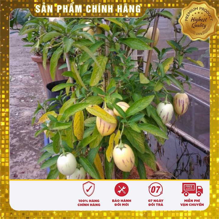 Hạt Giống Dưa Pepino Mỹ ( GÓI 4 HẠT F1 MỸ)