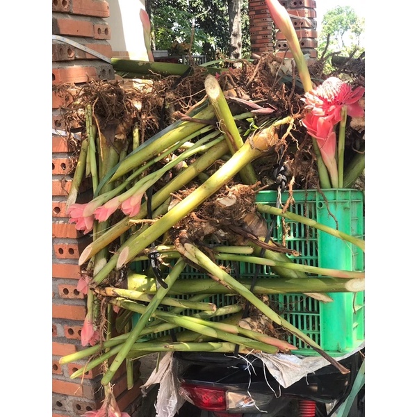 Củ hoa sen đa Lộc tặng kèm phân bón