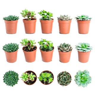 Set 5 Chậu Trồng Sen Đá Mini Cao Cấp Bền Đẹp