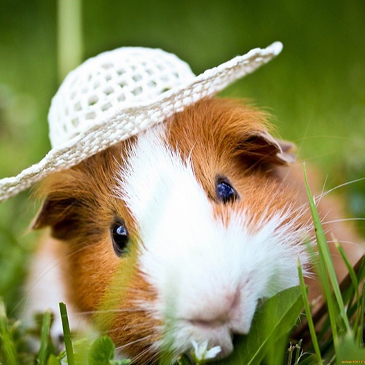 1kg cỏ alfalfa khô giàu dinh dưỡng siêu ngon cho Thỏ- Bọ Ú - guinea pig