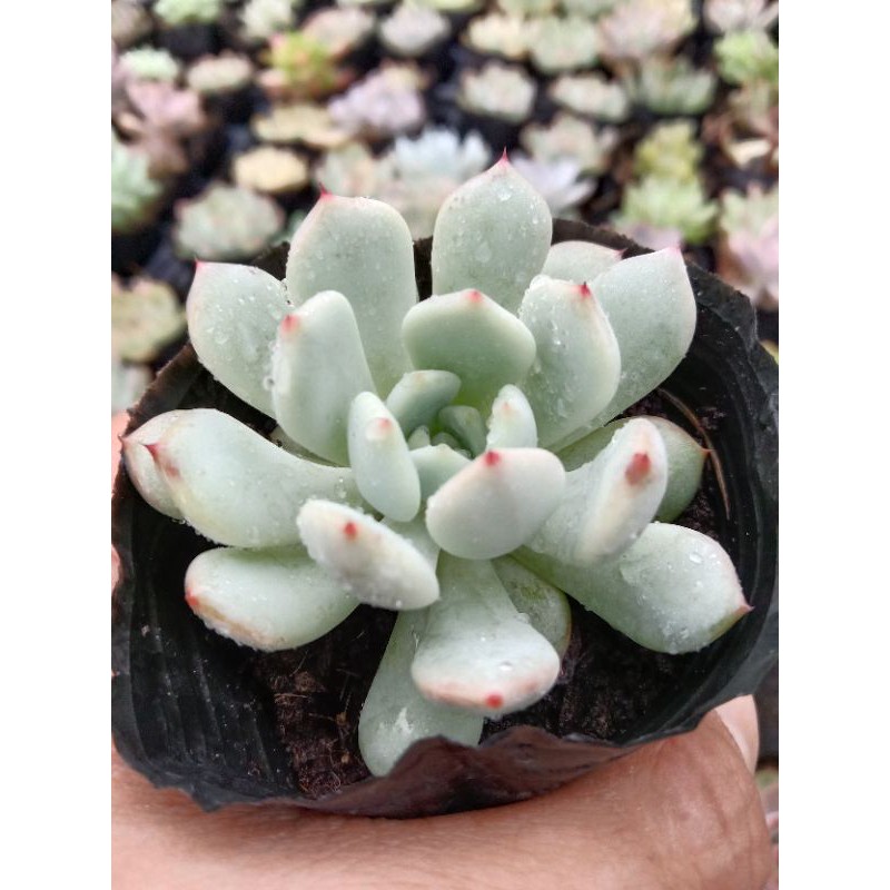 MỘT CHIẾC SEN ĐÁ RUBY TRẮNG ( HOA CÚC GAI 🌼 ) size mini 8x8 cm đã thuần khí hậu sức sống cao đẹp 💪