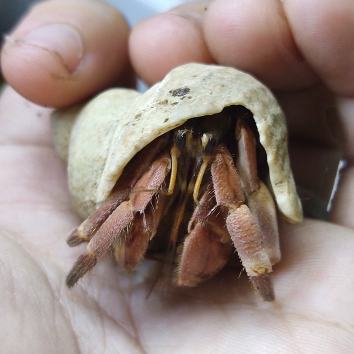 Combo mô hình albino màu ngẫu nhiên kích thước tùy chọn