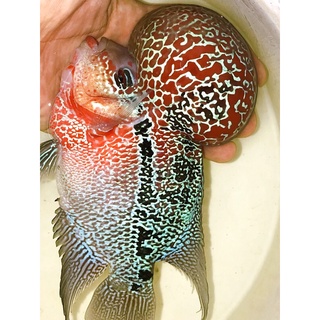 cám thức ăn cá la hán (Kim bao Aquarium)