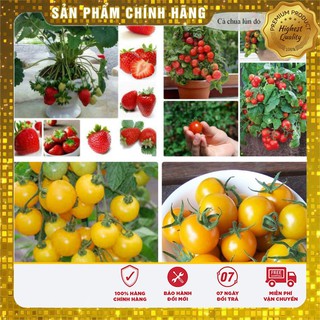 -15% COMBO 01 DÂU TÂY ĐỎ + 02 CÀ CHUA BI
