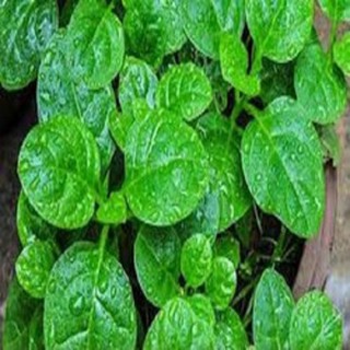 Hạt giống rau mồng tơi - gói 20g
