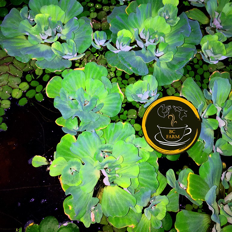 BÈO HOA HỒNG☘️Thủy Sinh☘️Dễ Thương
